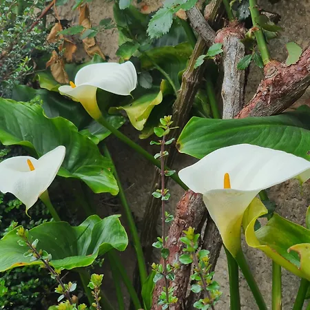 Casa Gloria Ardisana-2